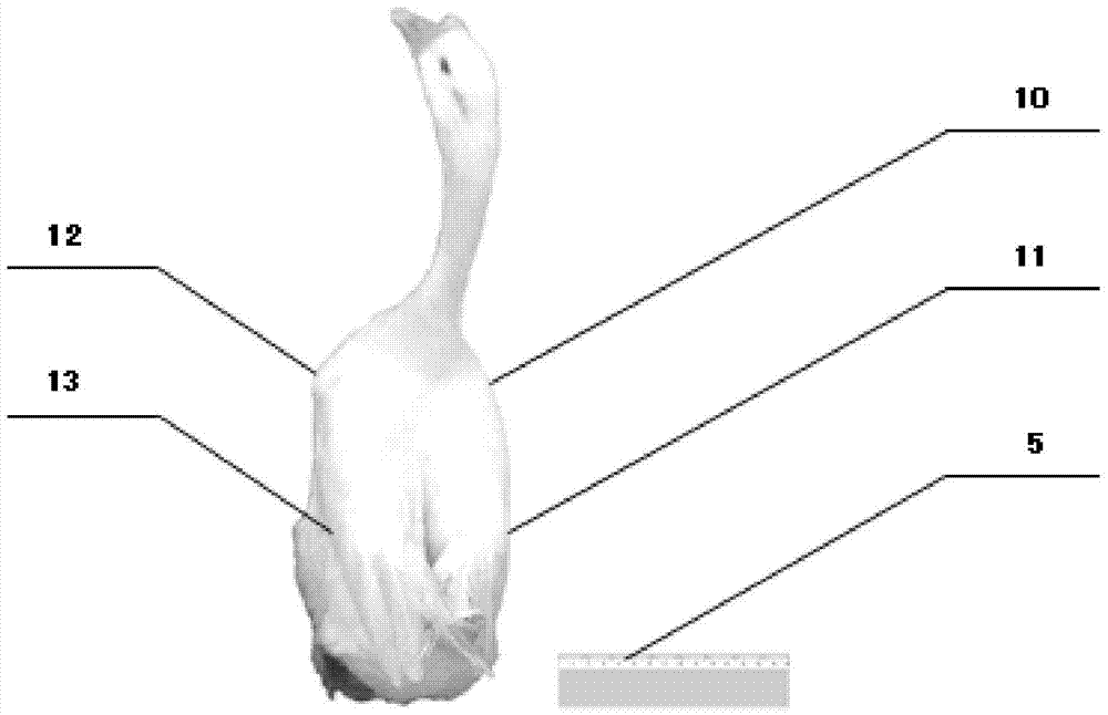 Method for utilizing pictures to measure waterfoul body size