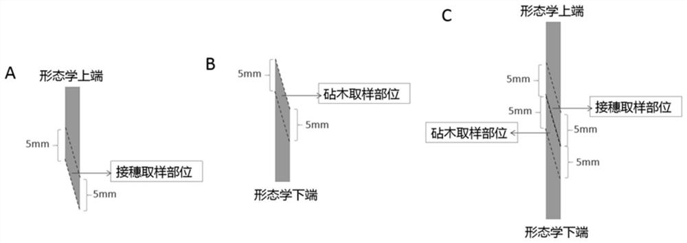 Stem grafting method for melon crop stock-scion identification signal research