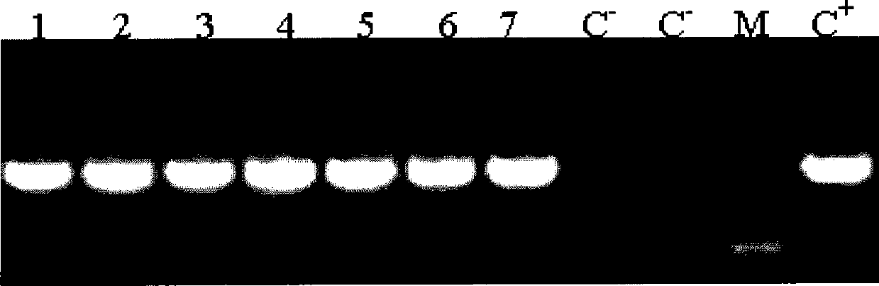 Electroporation method of thermophilic thiobacillus