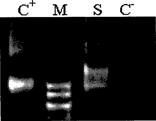 Electroporation method of thermophilic thiobacillus