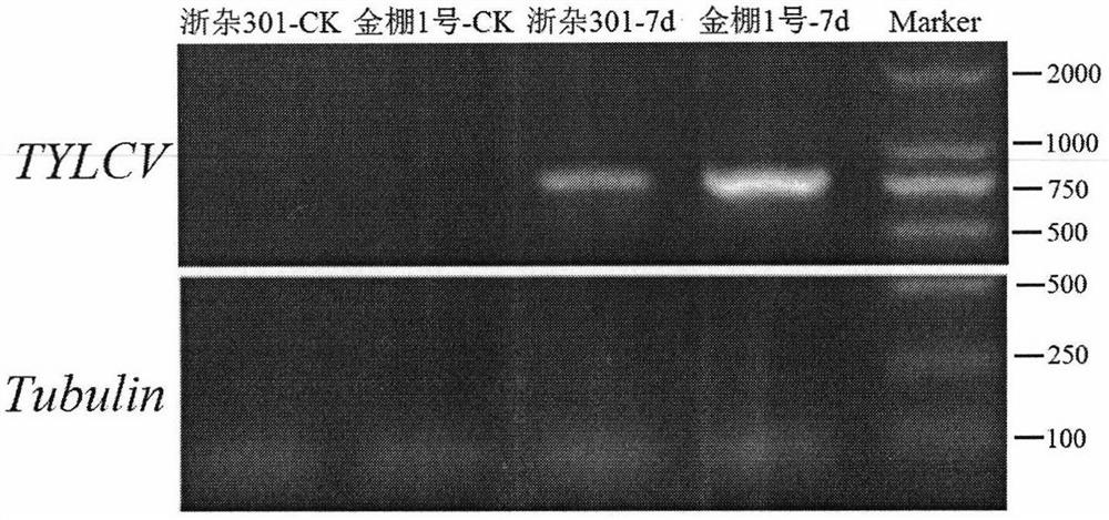 Identification and application of a tomato solywrky54 transcription factor regulating tomato yellow leaf curl virus
