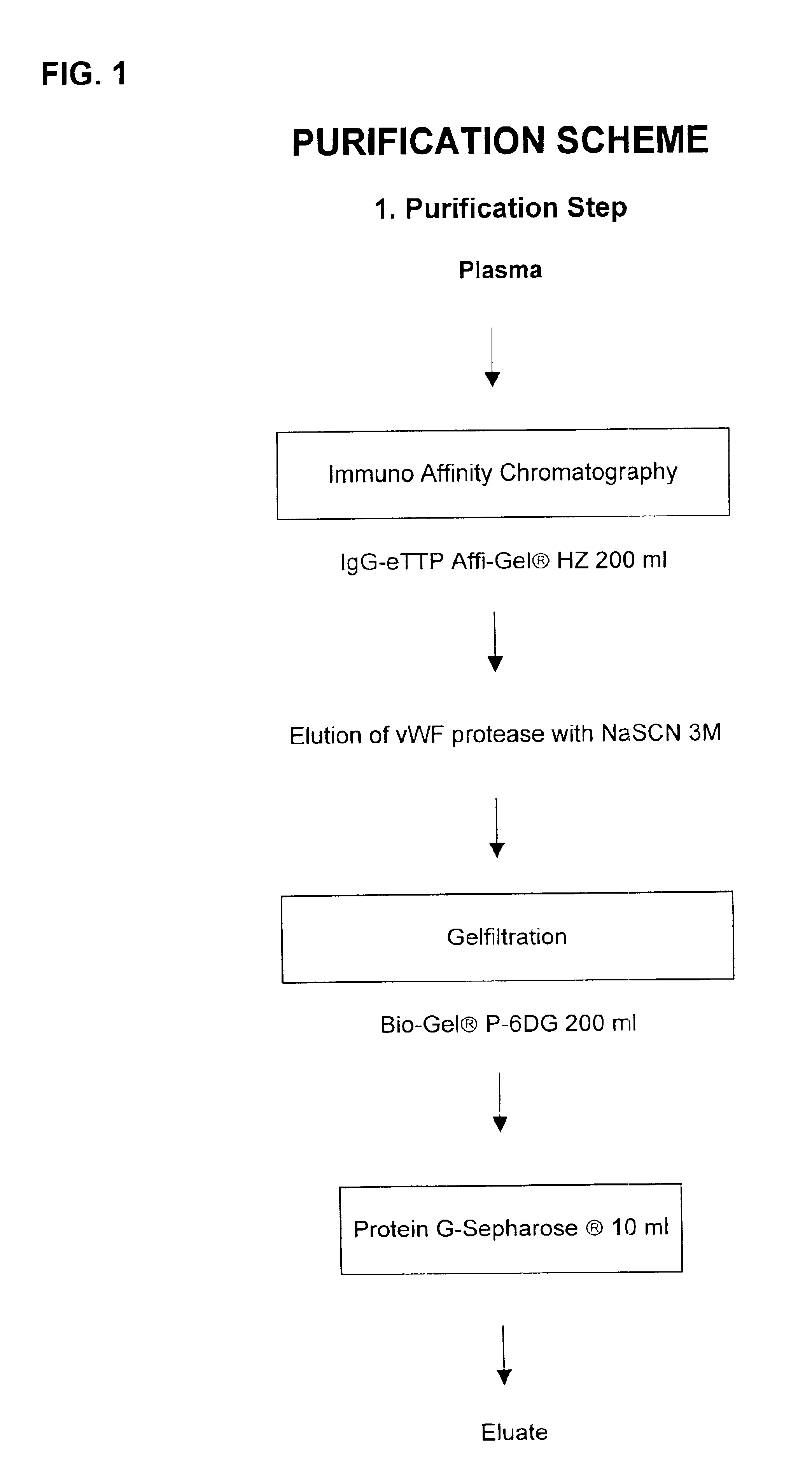 Composition exhibiting a von willebrand factor (vWF) protease activity comprising a polypeptide chain with the amino acid sequence AAGGILHLELLV