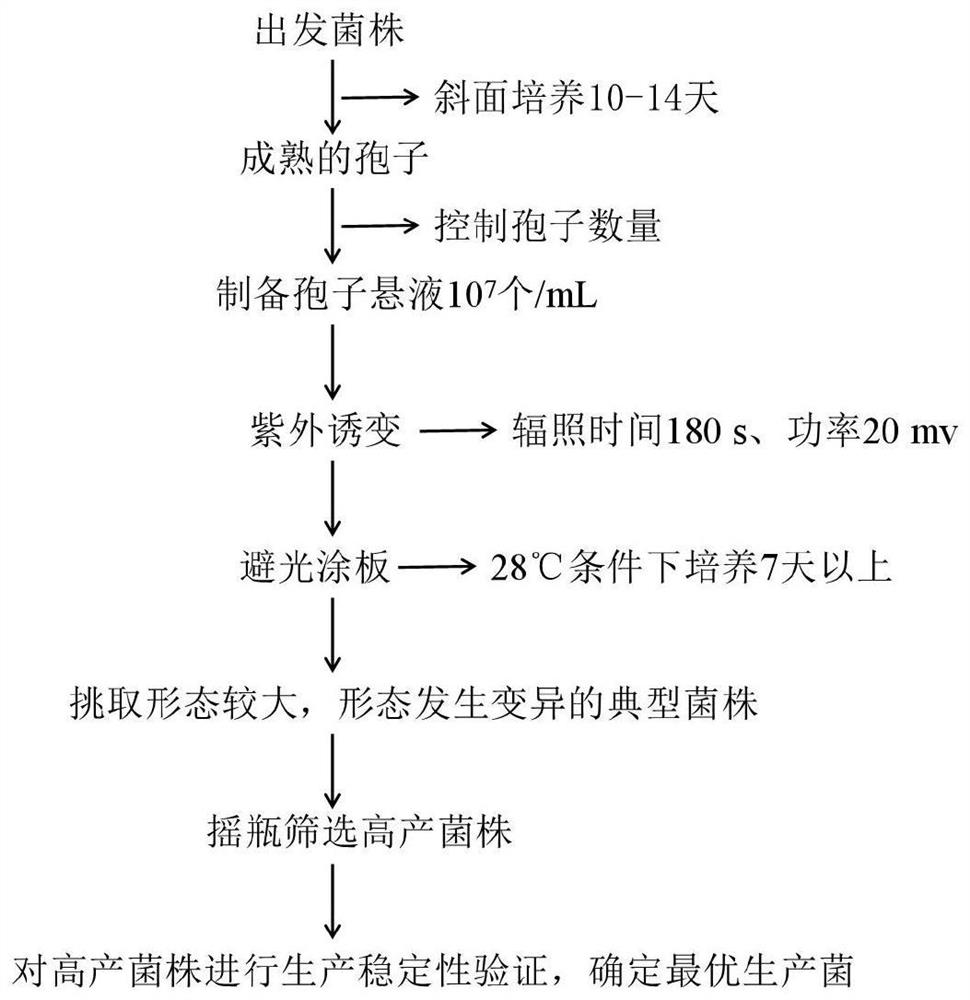 Streptomyces tsukubaensis mutant strain and application thereof in co-production of tacrolimus and diene tacrolimus