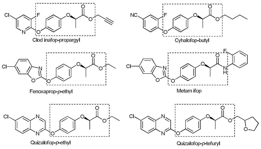 A high-throughput method for rapid screening of (r)-2-(4-hydroxyphenoxy)propionic acid-producing strains