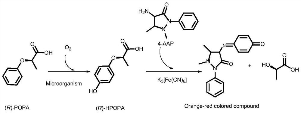 A high-throughput method for rapid screening of (r)-2-(4-hydroxyphenoxy)propionic acid-producing strains