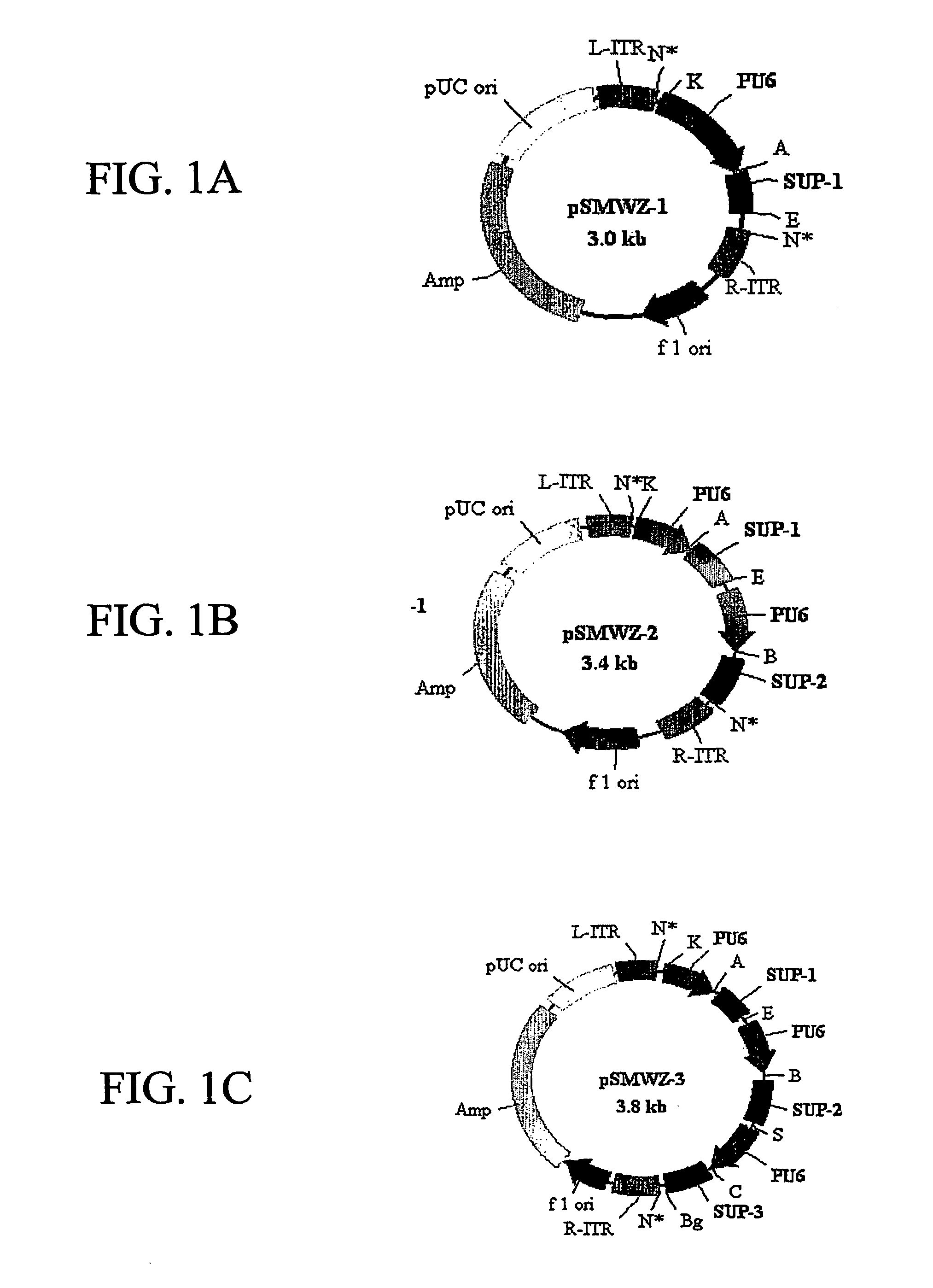 Methods for attenuating dengue virus infection