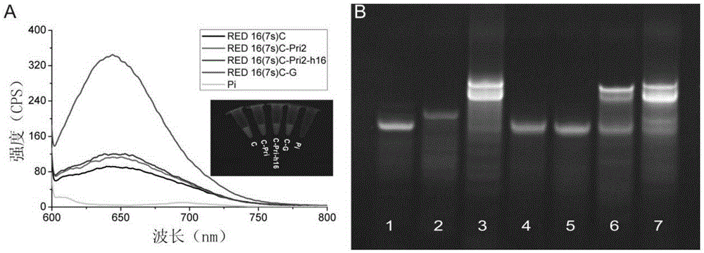 MicroRNA SDA detecting method based on AgNCs/HpDNA probes