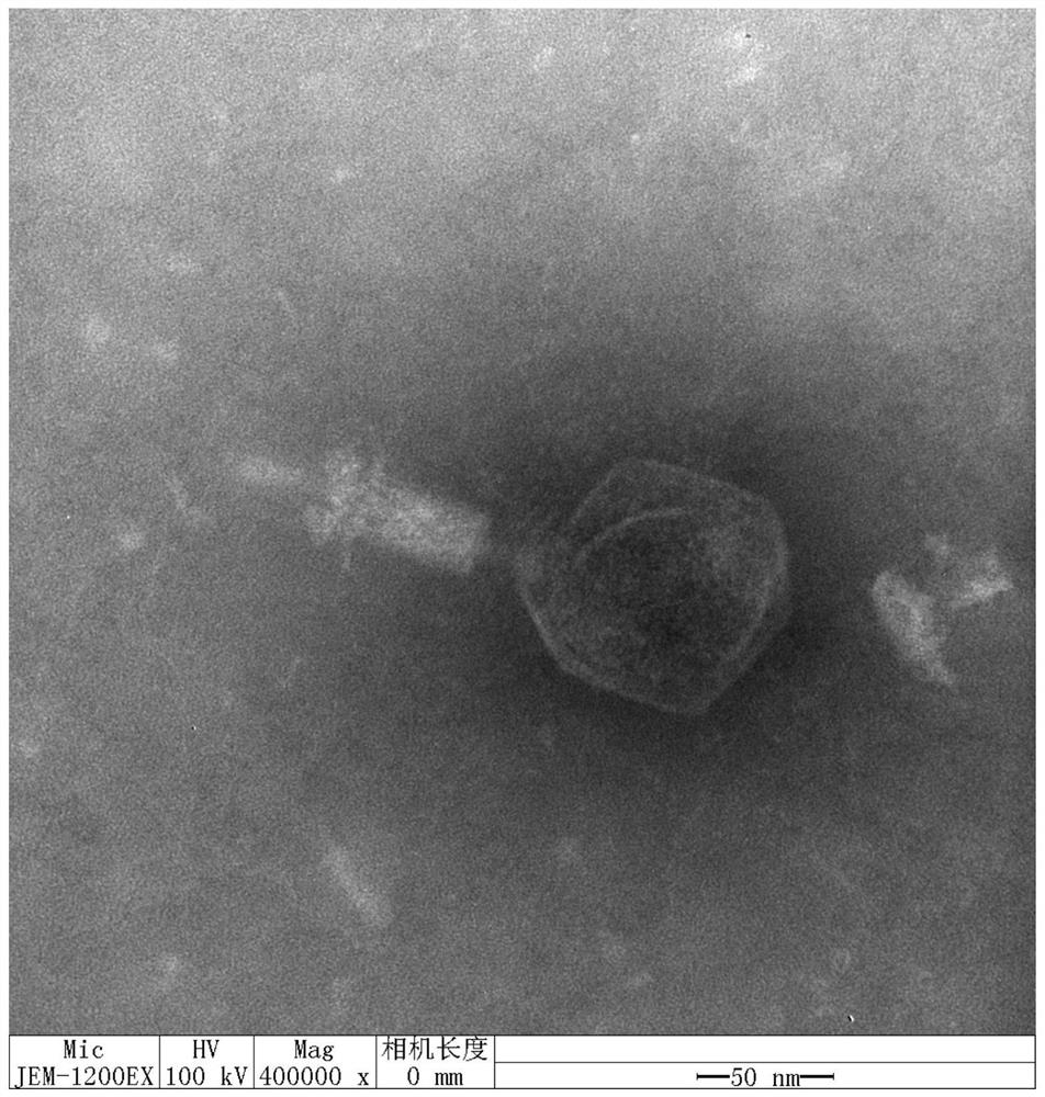 A Salmonella phage resistant to high temperature and wide cracking spectrum and composition thereof