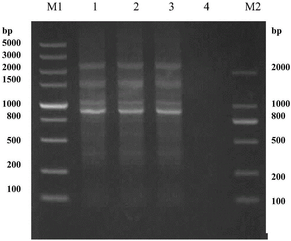 Primer system and method for amplifying avian influenza virus whole genomes