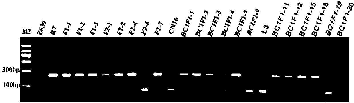 Molecular marker for Y-type high molecular weight glutelin subunit gene in distant hybridization generation of wheat and aegilops sharonensis and application of molecular marker