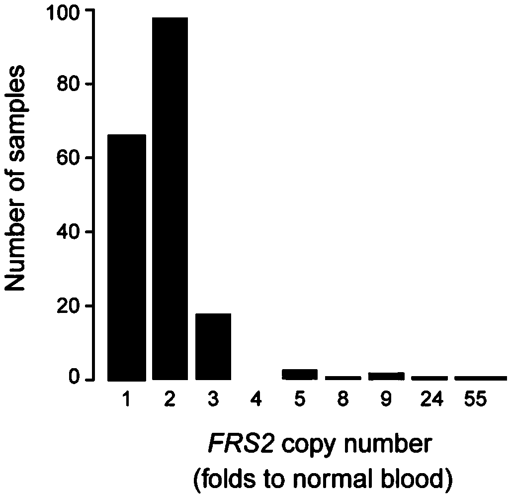 Copy number amplification of FRS2 gene, applications of copy number amplification, and specific primer pairs for detecting copy number amplification