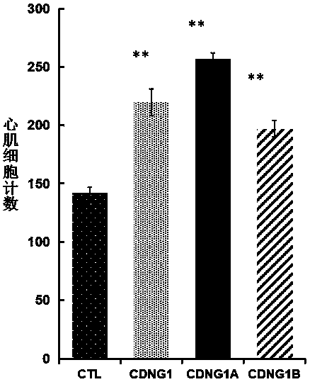 Triazolone thiadiazole compounds capable of promoting regeneration of cardiomyocytes and pharmaceutical use thereof