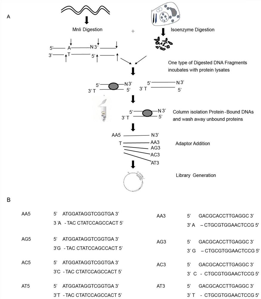 Method for screening and identifying stress response gene expression regulatory factors