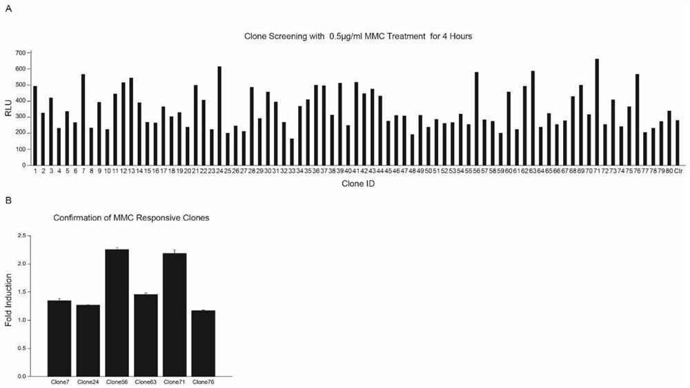 Method for screening and identifying stress response gene expression regulatory factors