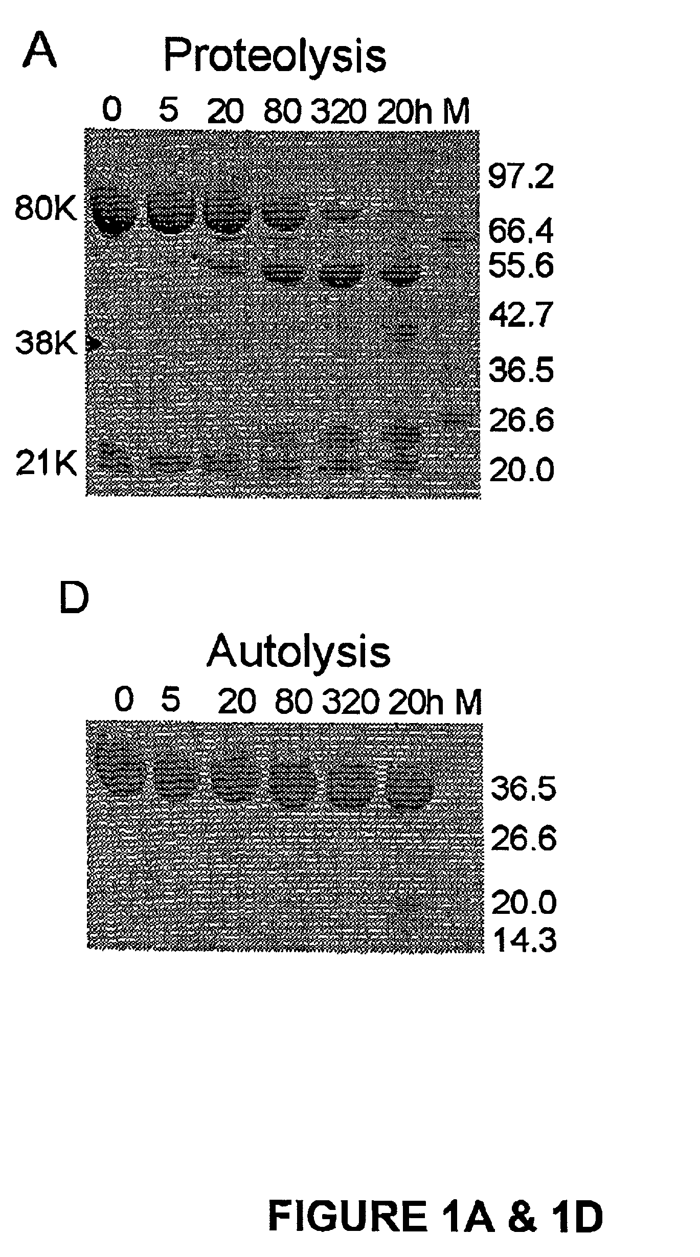 Methods of determining polypeptide structure and function