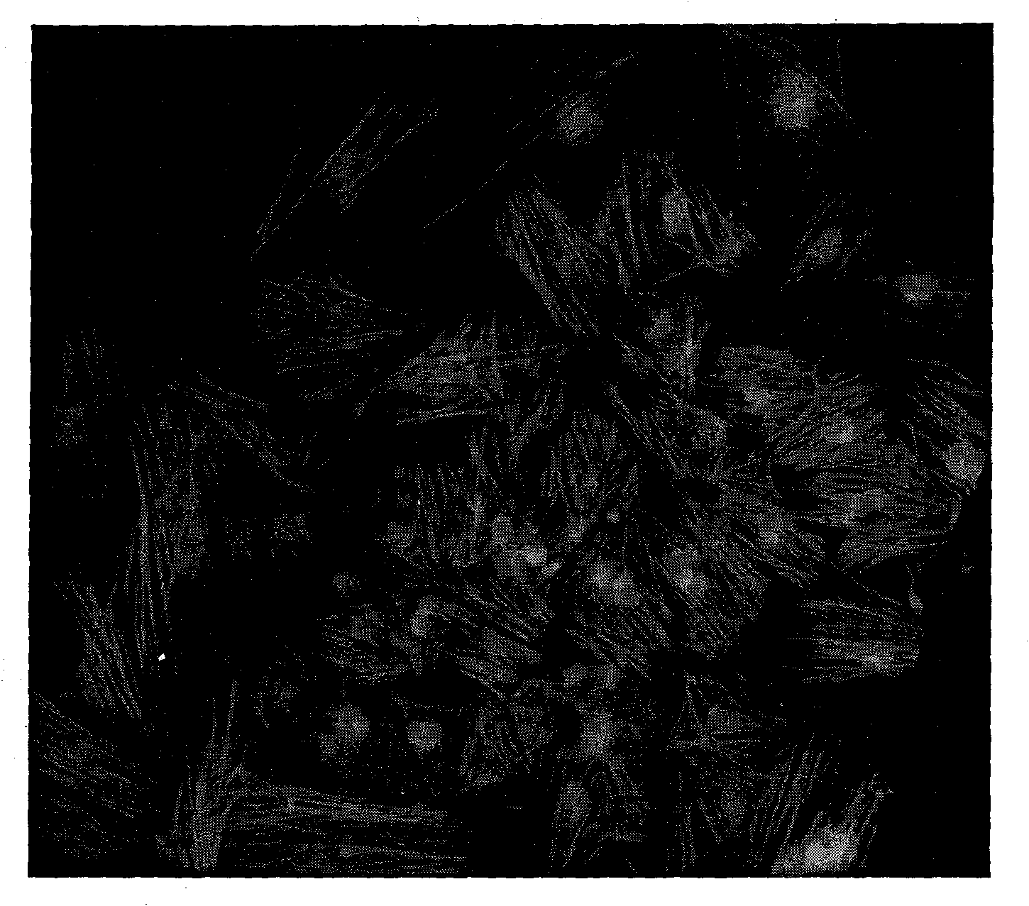 Method for culturing rat airway smooth muscle cells