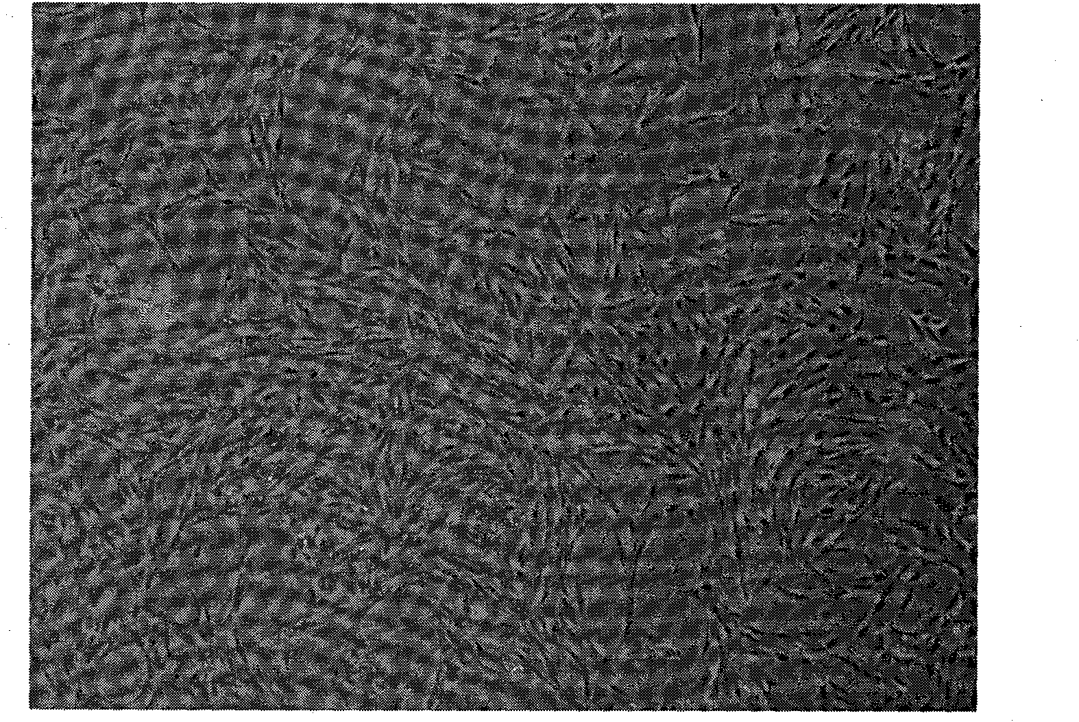 Method for culturing rat airway smooth muscle cells