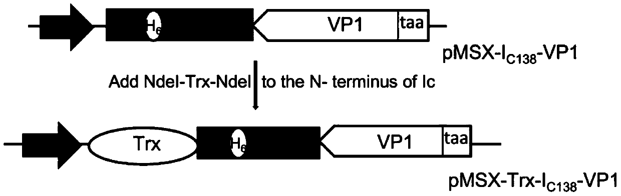 Method for preparing inclusion body protein nanoparticles without fusion tag