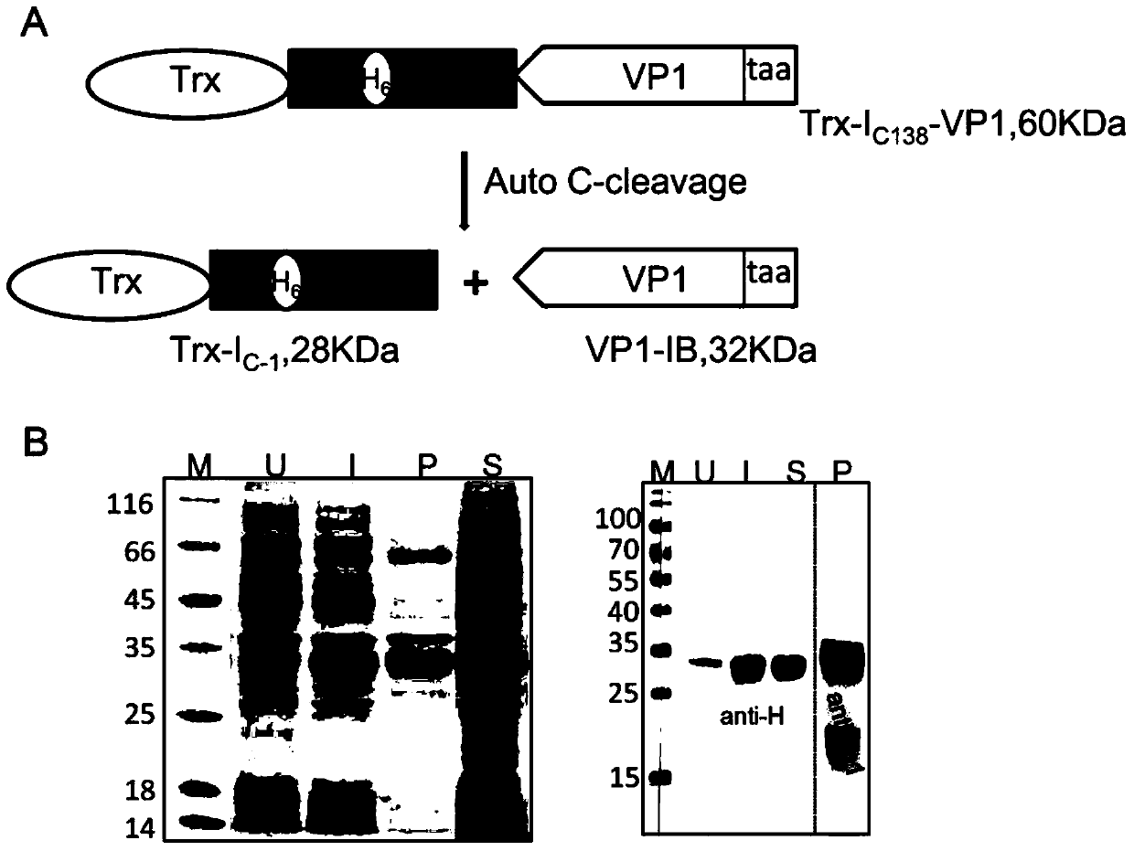 Method for preparing inclusion body protein nanoparticles without fusion tag