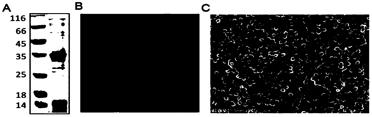 Method for preparing inclusion body protein nanoparticles without fusion tag