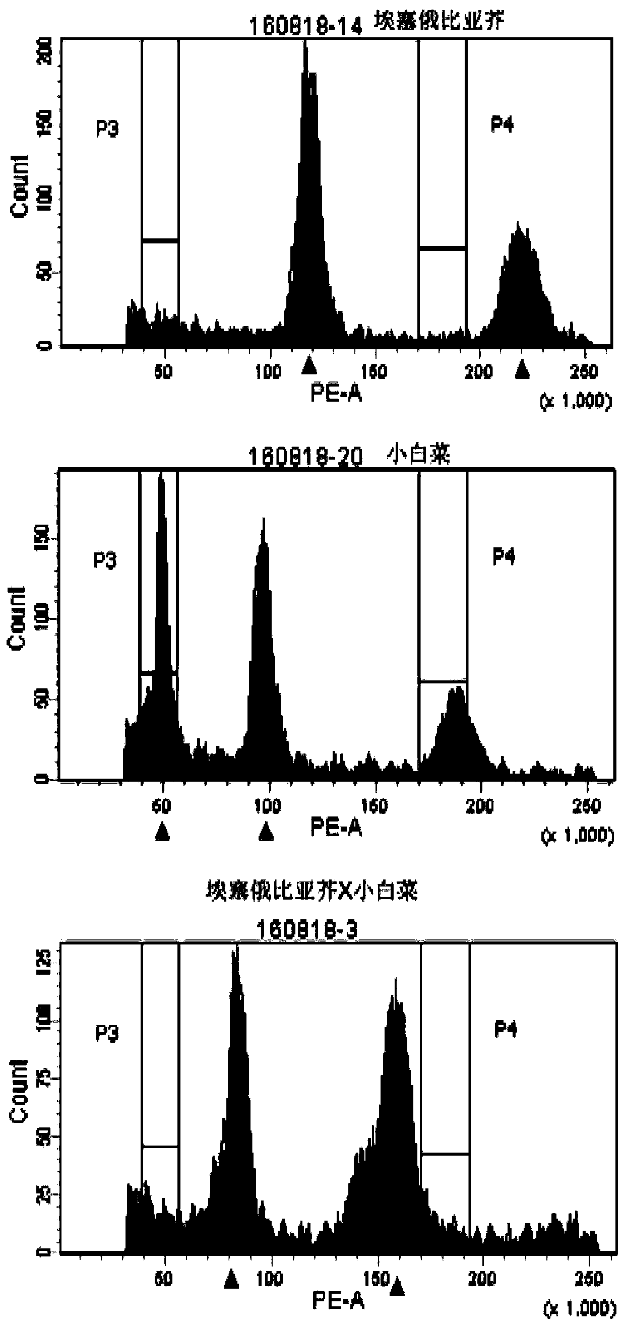 Molecular marker for identifying interspecific hybrids of Chinese cabbage and brassica carinata and separation conditions of A10 and C09 chromosomes of progeny materials