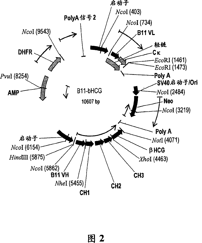 Vaccine conjugate including a human chorionic gonadotropin beta subunit antigen linked to an anti-mannose receptor (mr) antibody