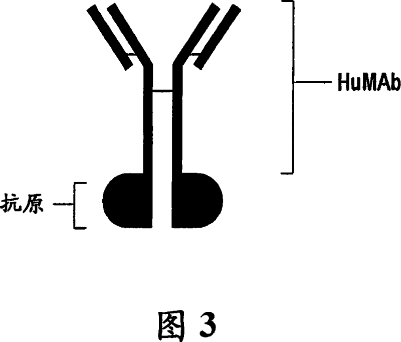 Vaccine conjugate including a human chorionic gonadotropin beta subunit antigen linked to an anti-mannose receptor (mr) antibody