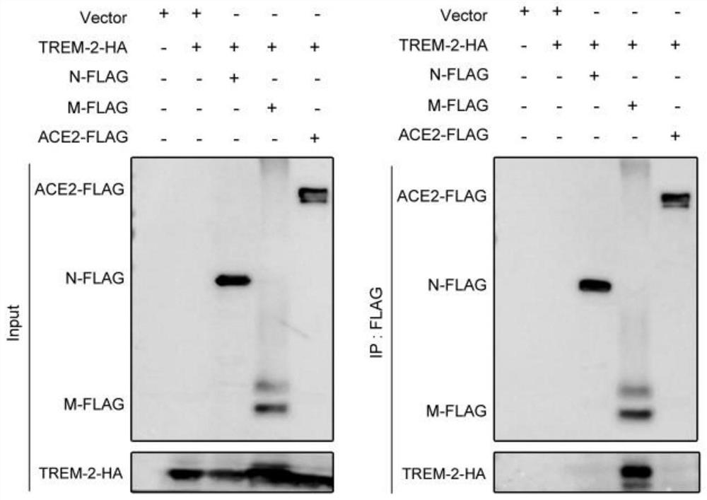 Application of myeloid cell triggering receptor 2 as a novel coronavirus pneumonia diagnosis or treatment target