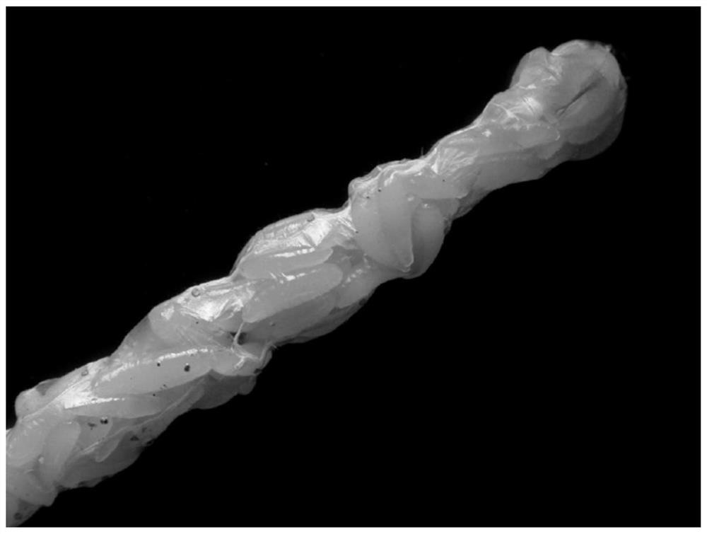 Breeding method of tetrastichus planipennisi and application of tetrastichus planipennisi to prevention and treatment of agrilus planipennis