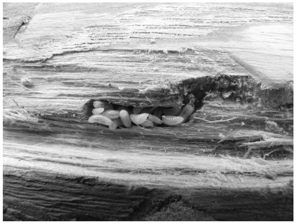 Breeding method of tetrastichus planipennisi and application of tetrastichus planipennisi to prevention and treatment of agrilus planipennis