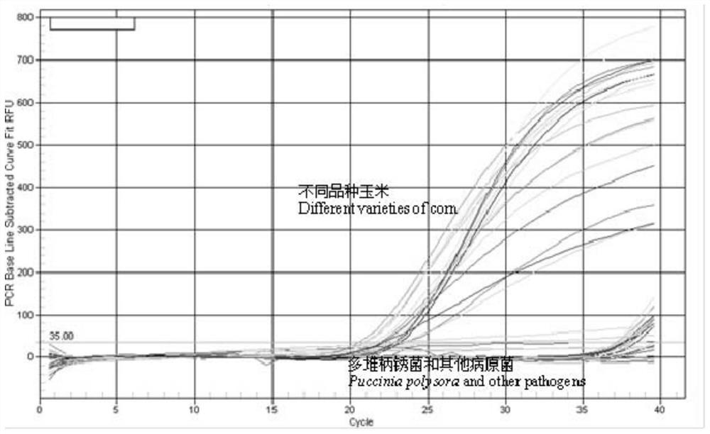 PCR quantitative detection method and kit for corn southern rust pathogenic bacteria in incubation period