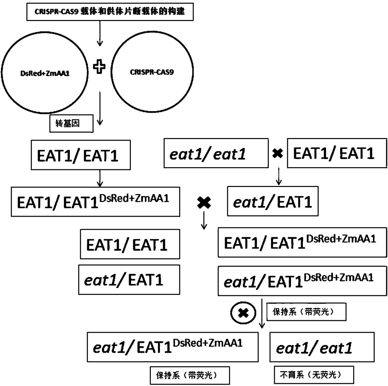 The creation method and application of rice engineering maintainer line preventing gene drift