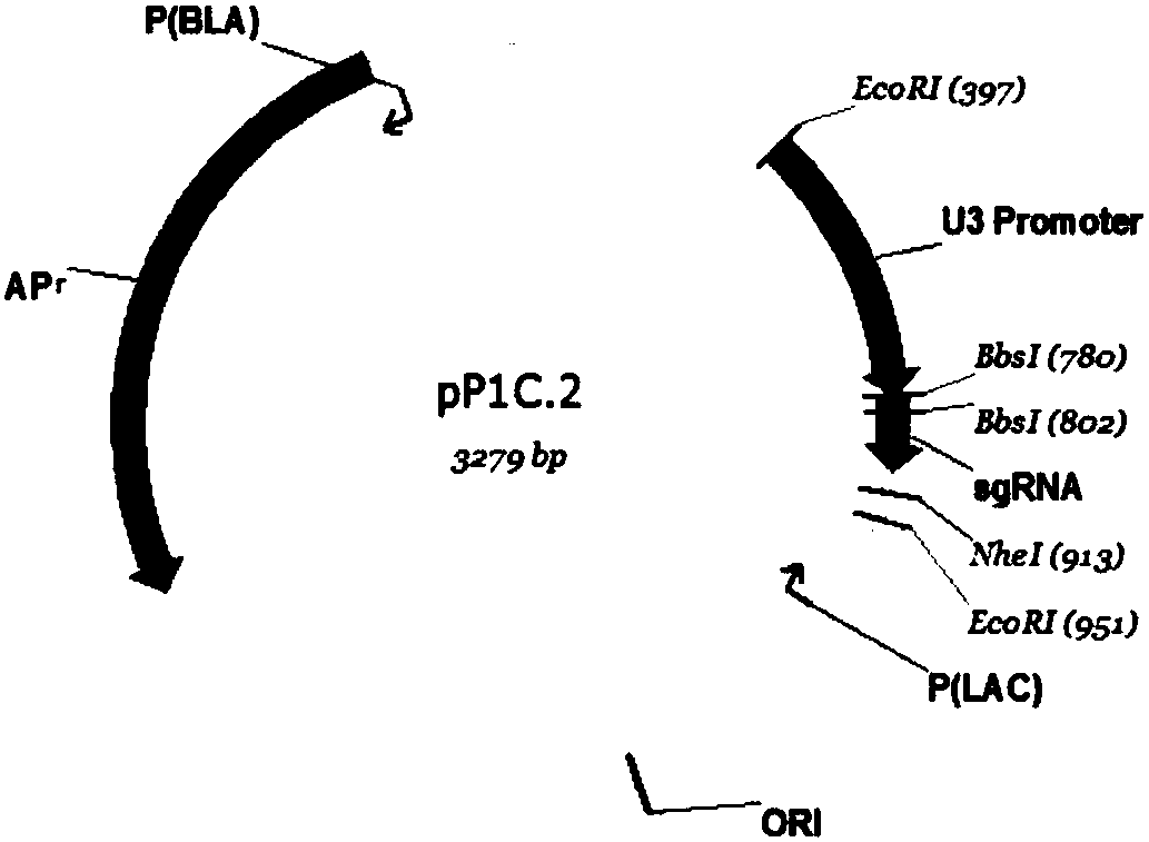 The creation method and application of rice engineering maintainer line preventing gene drift