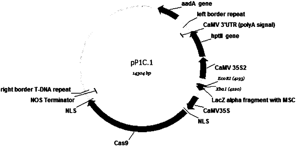 The creation method and application of rice engineering maintainer line preventing gene drift