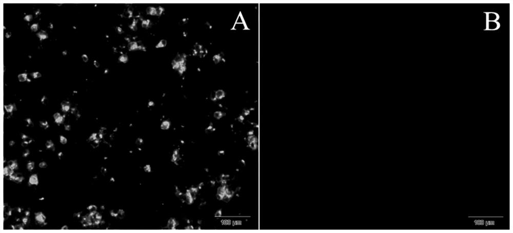 A kind of hybridoma cell line secreting anti-cphv-1 monoclonal antibody and its application