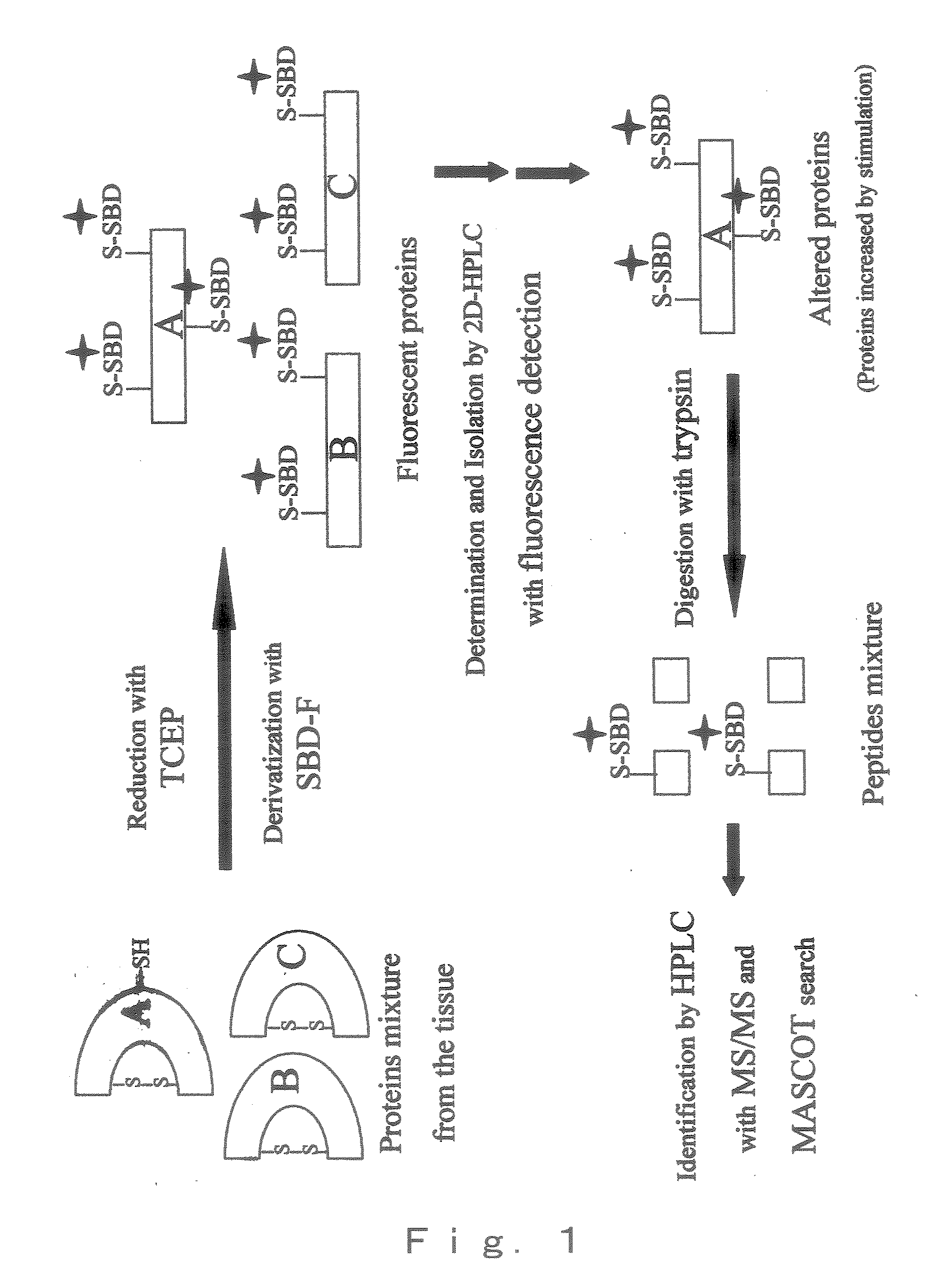 Method of Detection, Separation and Identification for Expressed Trace Protein/Peptide