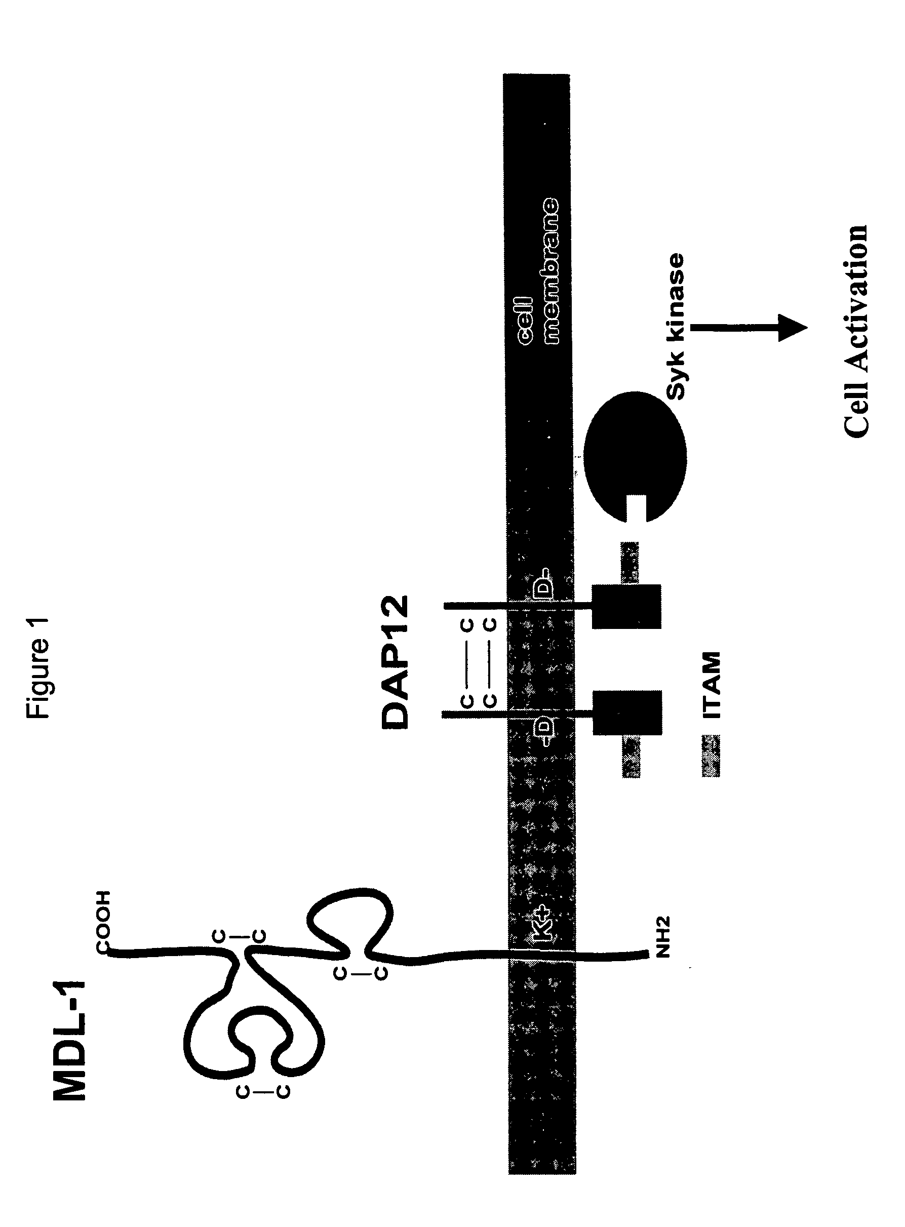 Modulation of MDL-1 activity for treatment of inflammatory disease