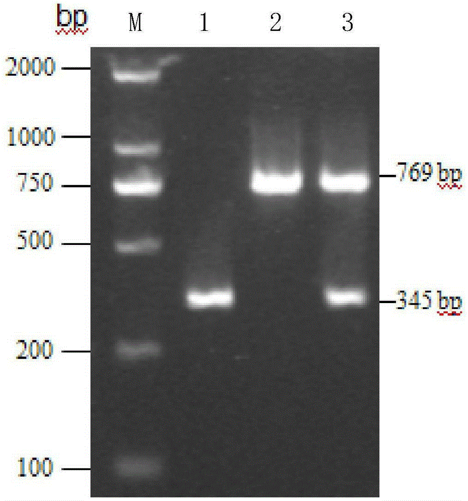 Method for rapidly detecting bacillus coagulans and multiplex PCR reagent kit