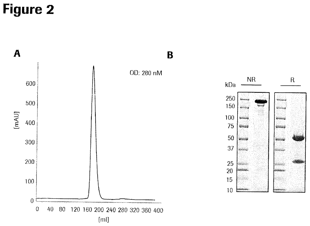Bispecific antibody molecules with antigen-transfected T-cells and their use in medicine