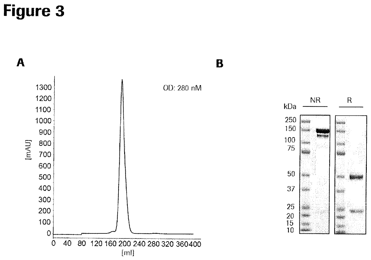 Bispecific antibody molecules with antigen-transfected T-cells and their use in medicine