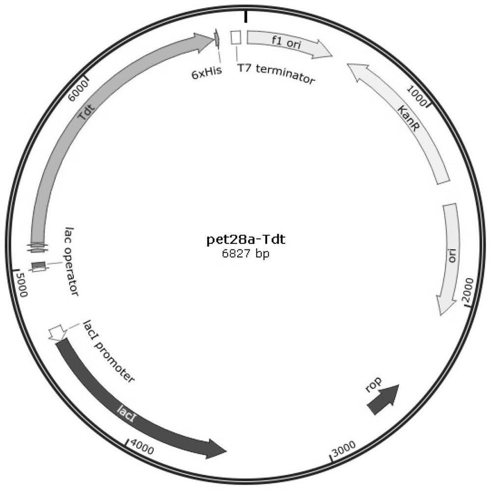 New functions and applications of nucleoside transferase