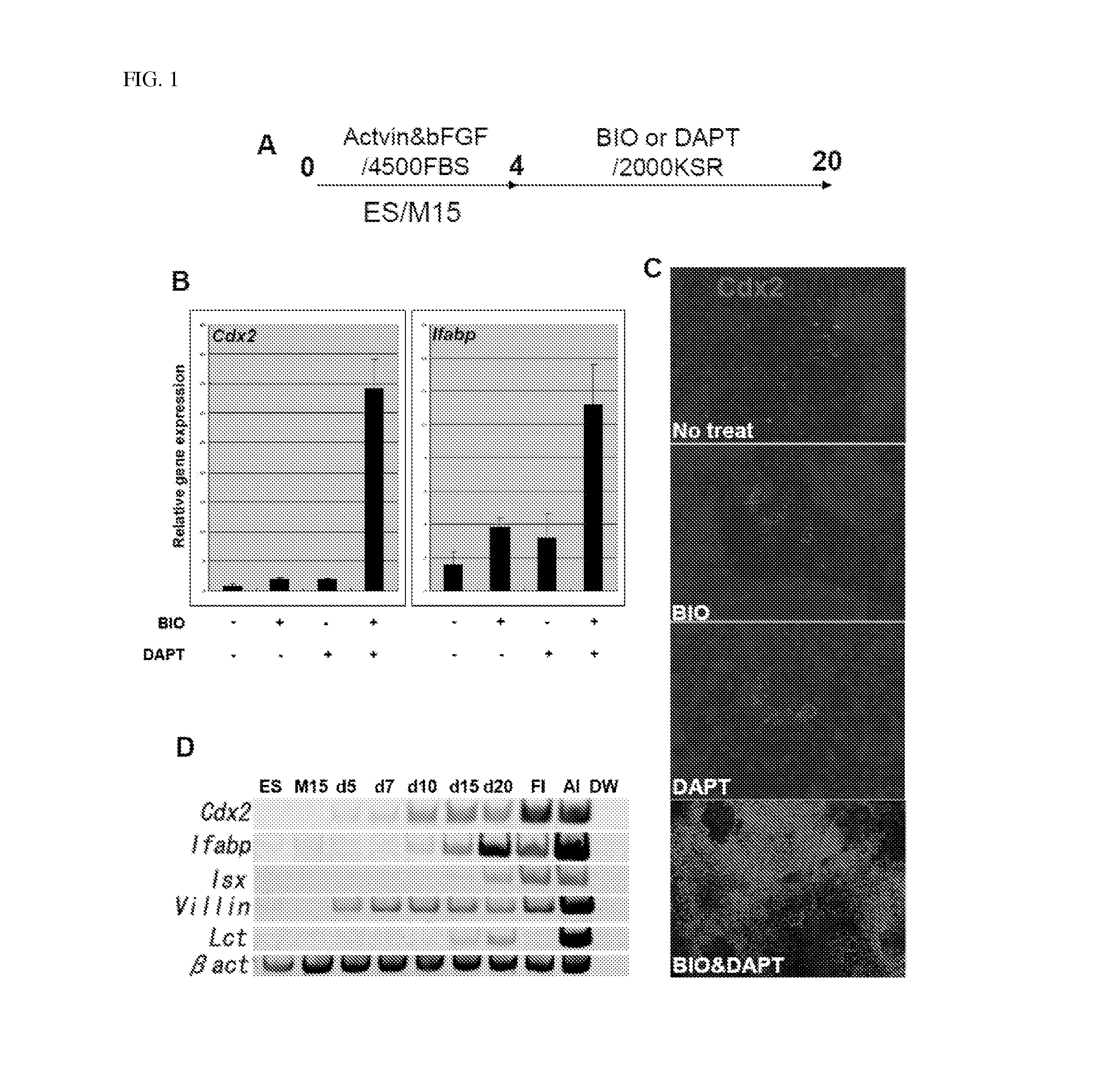 Method for producing intestinal cells