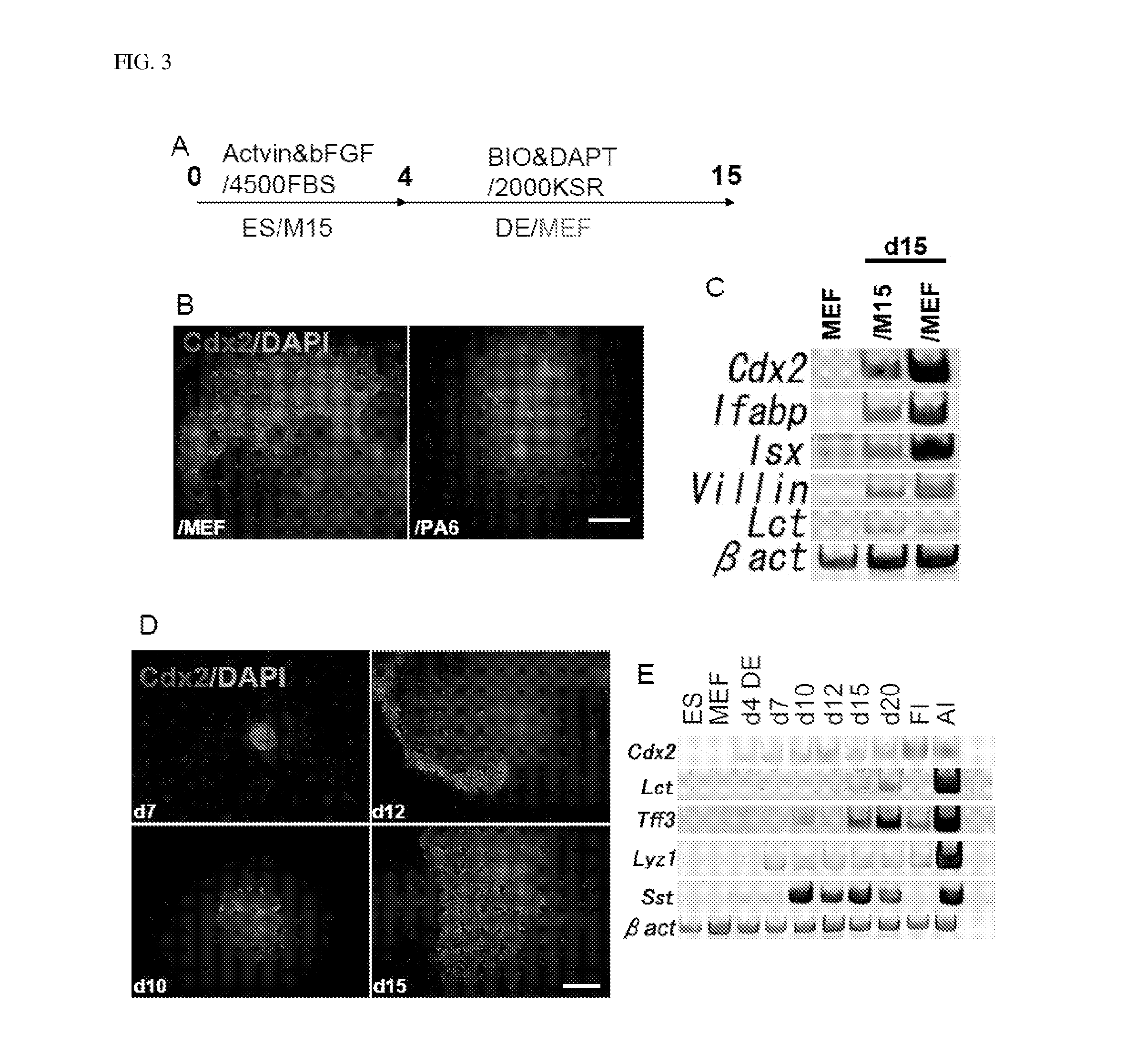 Method for producing intestinal cells