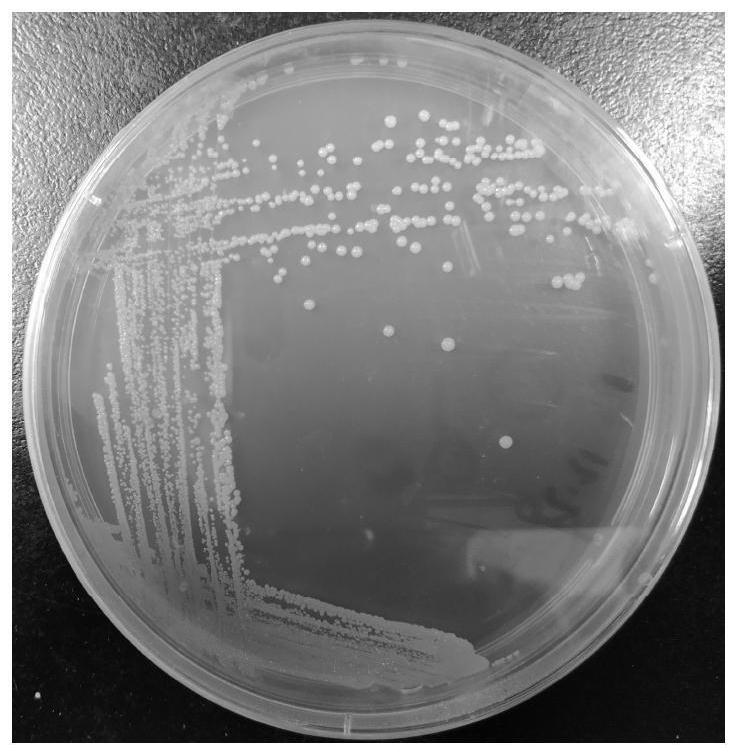 Arthrobacter sp. PL-410 and application thereof in producing chondroitin lyase