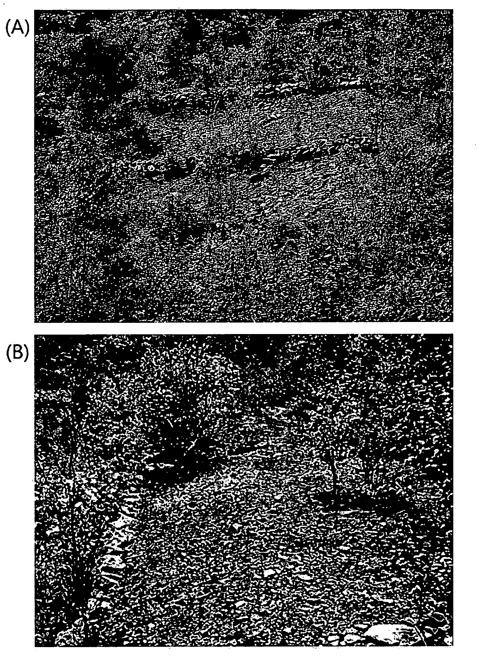 Method for producing thalli of lichens, method for restoring the degraded ecology by them, and compositions therefor