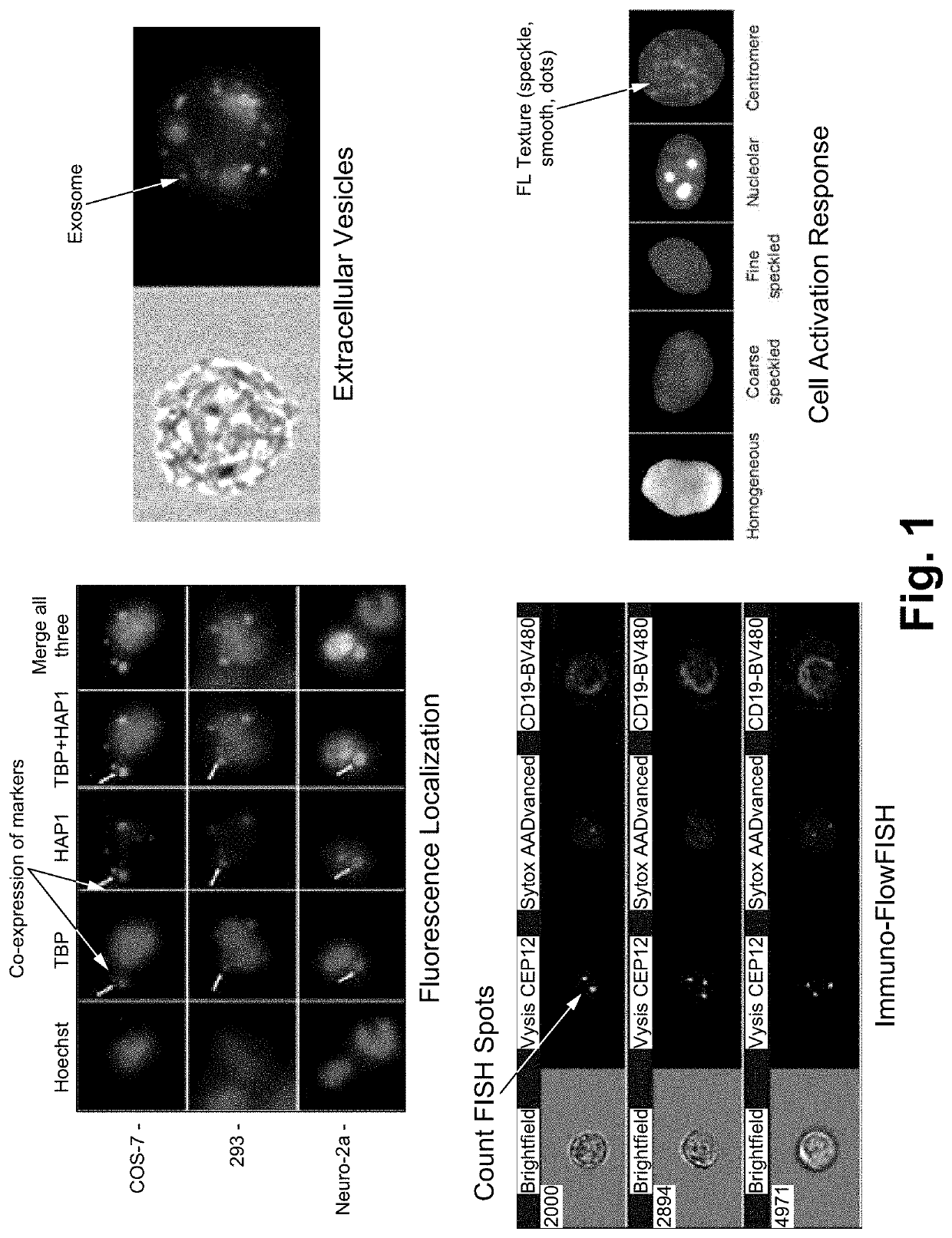 Classification workflow for flexible image based particle sorting