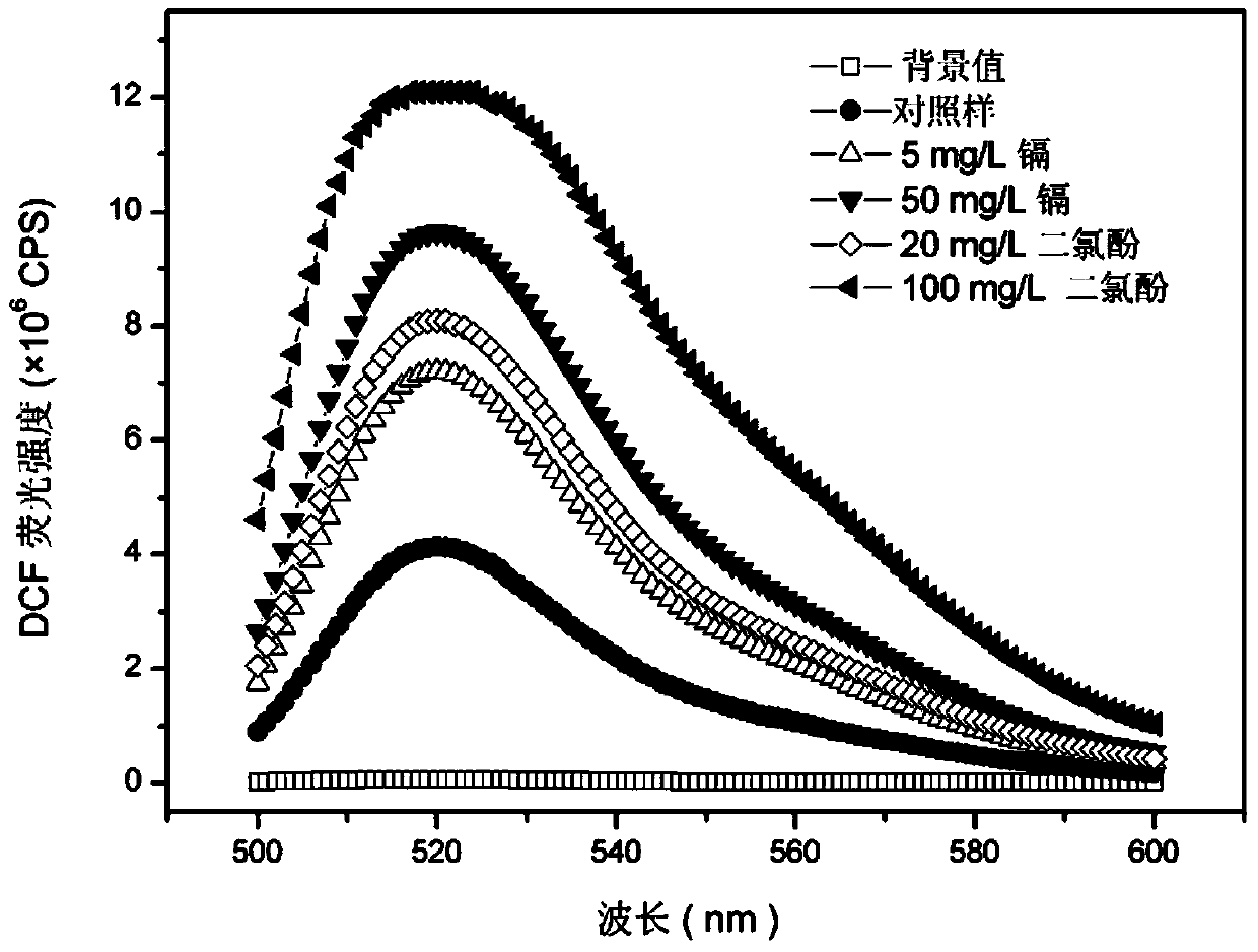 Method for measuring active oxygen level in phanerochaete chrysosporium in treated wastewater