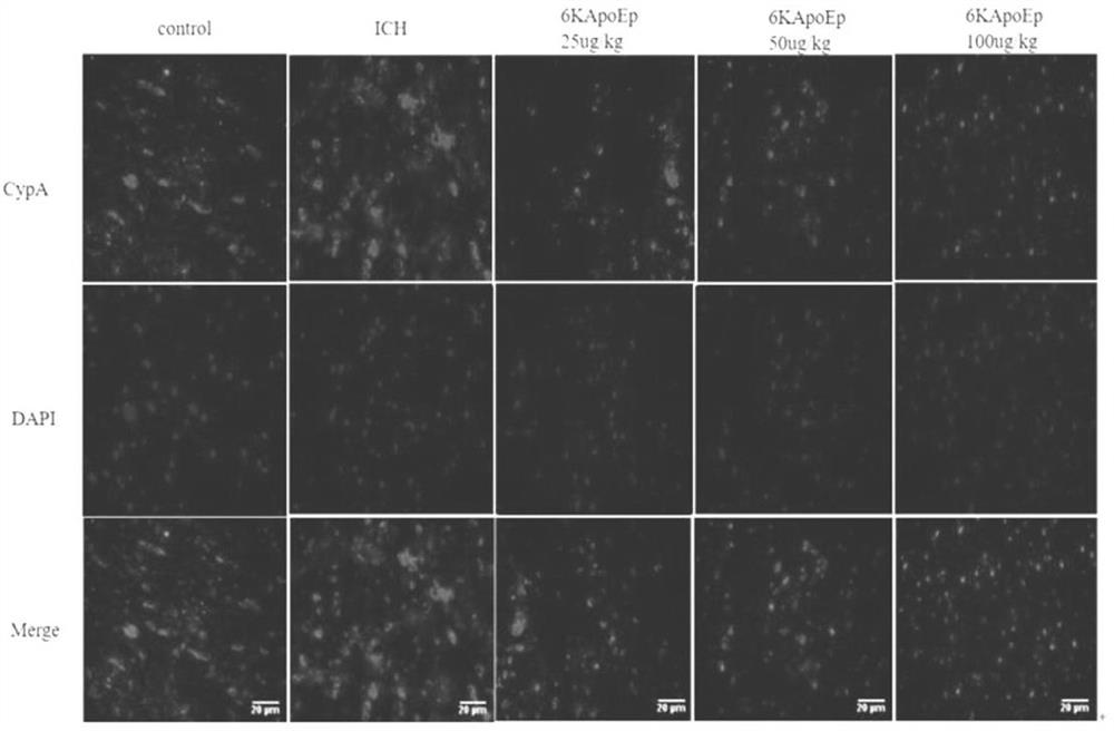 Application of apolipoprotein e receptor mimetic peptide 6kapoep in the preparation of drugs for the treatment of secondary brain injury after cerebral hemorrhage