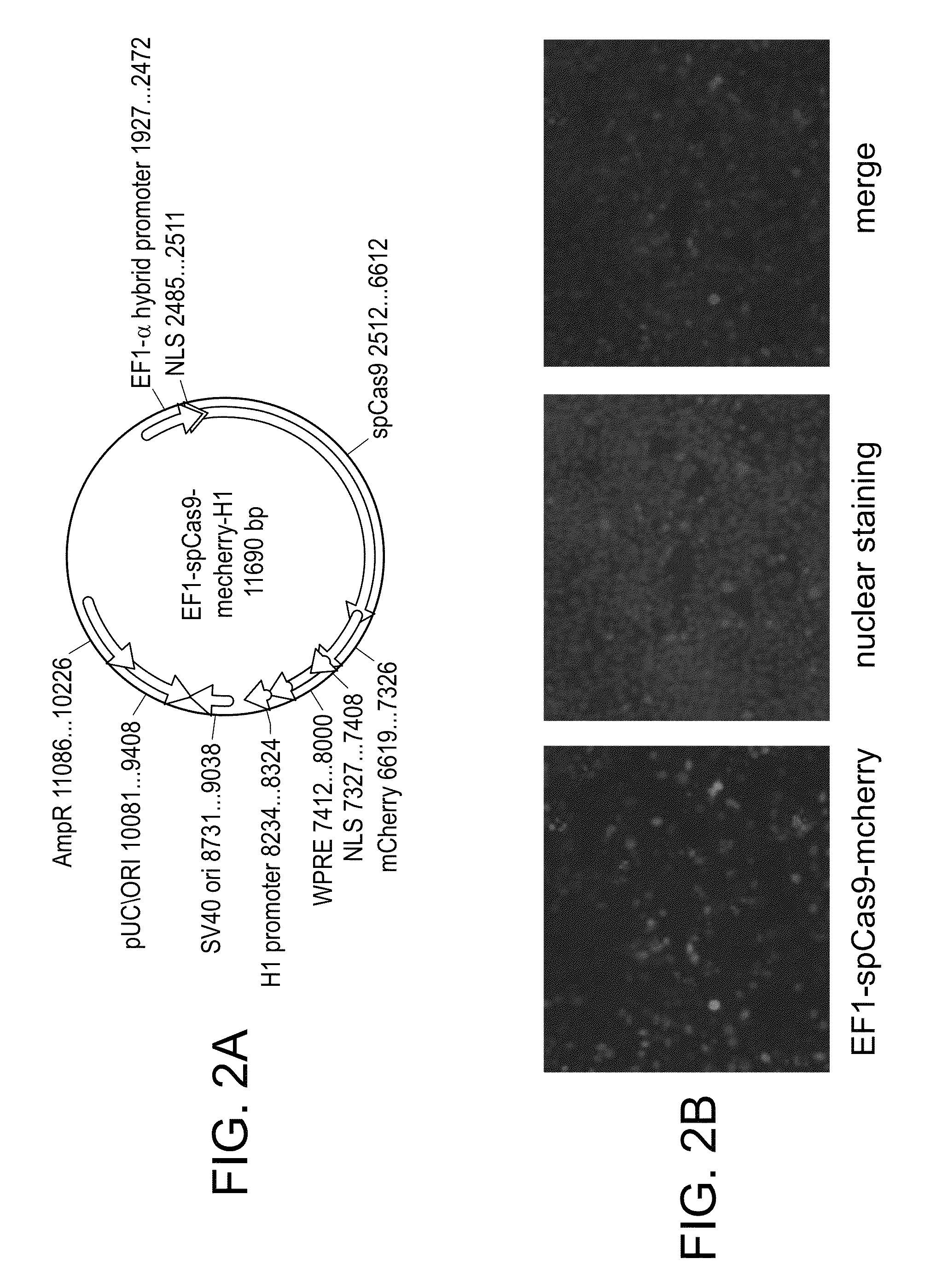 Compositions and methods directed to CRISPR/Cas genomic engineering systems