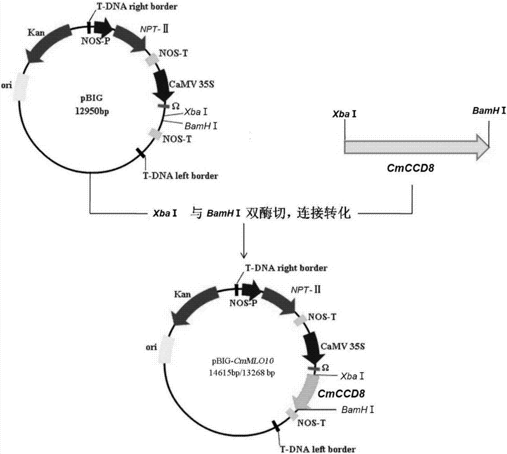 Chrysanthemum strigolactone synthetase gene CmCCD8 and application thereof in changing chrysanthemum flowering phase